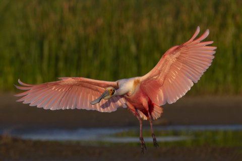 Western Wetlands, Roseate spoonbill