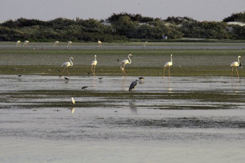 Wetlands Reserve in Al Wusta Governorate_0.jpg 