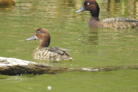 Madagascar ducks