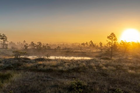 peatlands