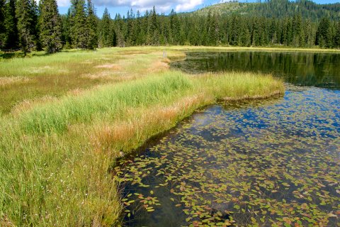 Peatlands in Styrian Salzkammergut, Miesbodensee