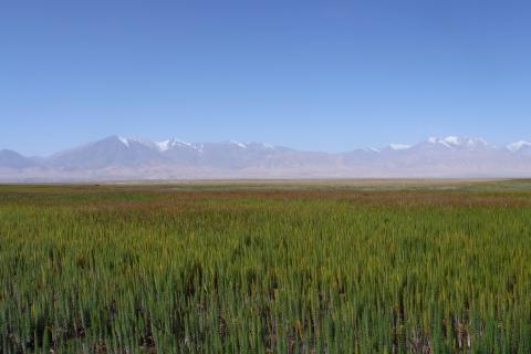 Gansu Yanchiwan Wetlands