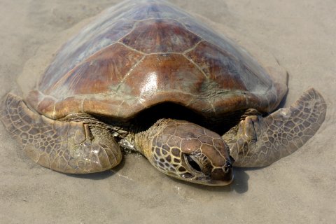 Green turtle