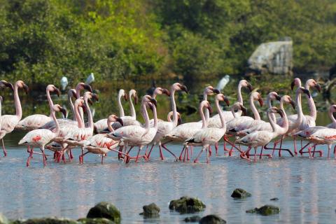 Flamingos at Thane Creek, India