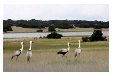 Wattled cranes in Driefontein grasslands