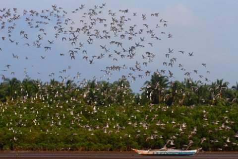 Negros Occidental Coastal Wetlands Conservation Area (NOCWCA)