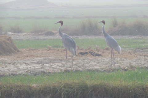 Saman Bird Sanctuary, Grus antigone