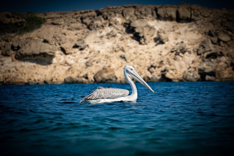 Farasan