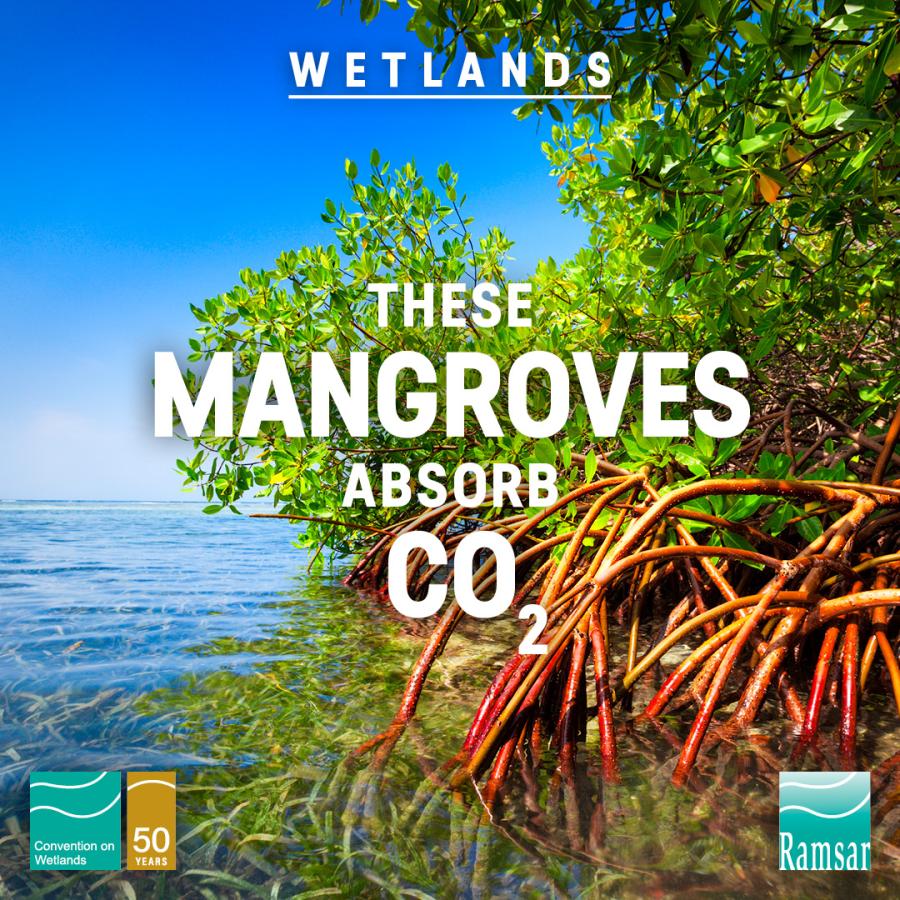 Social media tile: Mangroves