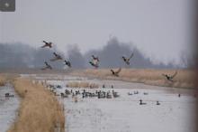 World Wetlands Day 2014 Ducks Unlimited Article