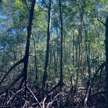mangrove restoration in the cipanci