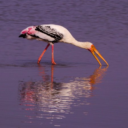 Karaivetti Bird Sanctuary, Mycteria leucocephala