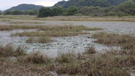 Upo Wetland