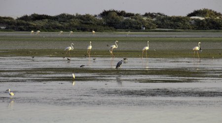 Wetlands Reserve in Al Wusta Governorate_0.jpg