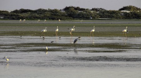 Wetlands Reserve in Al Wusta Governorate_0.jpg 