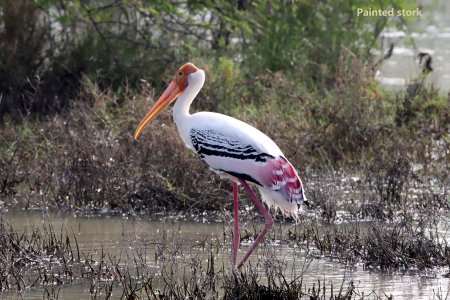 Kazhuveli Bird Sanctuary (Mycteria leucocephala)