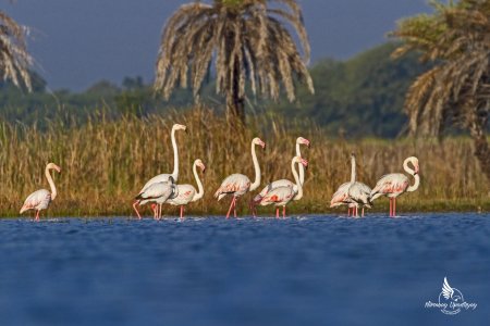 Menar Wetland Complex