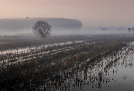 Ex Lago e Padule di Bientina