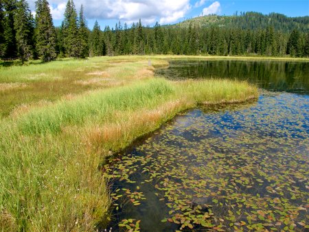 Peatlands in Styrian Salzkammergut, Miesbodensee