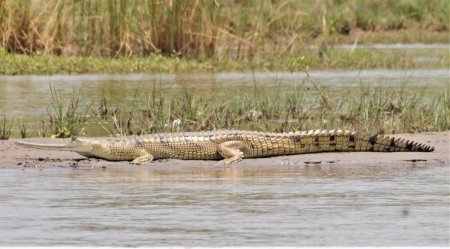 Beas Conservation Reserve, Gavialis gangeticus