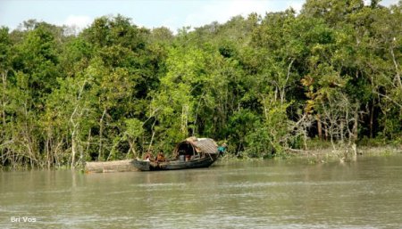 The Sundarbans