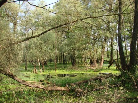 The waterlogged floodplain of the Bug River