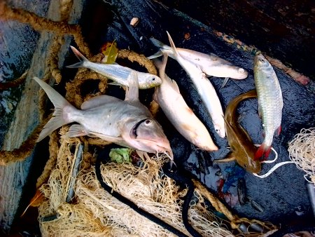 Fish catch, Corridor forestier de la Boucle du Mouhoun