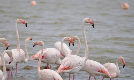 Phoenicopterus roseus, Etang de Salses-Leucate