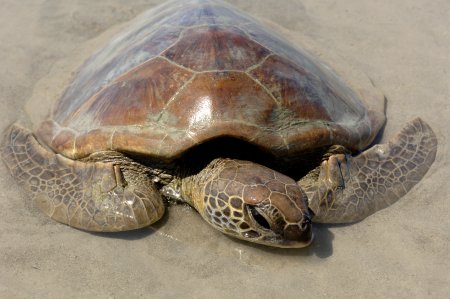 Green turtle