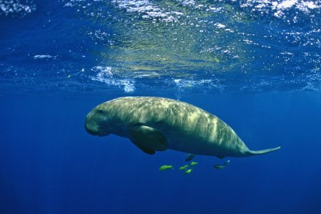 Dugong dougon, Gulf of Mannar Marine Biosphere Reserve