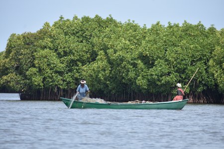 Pichavaram Mangrove