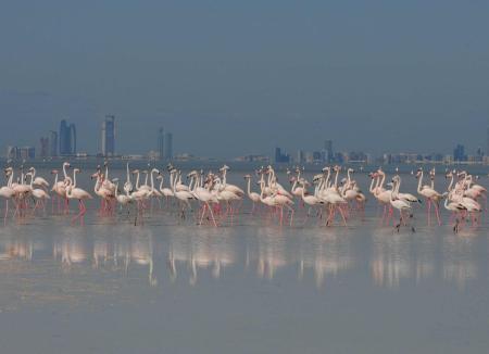 Bul Syayeef - Flamingos against the backdrop of Abu Dhabi city