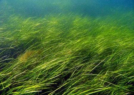 Seagrass