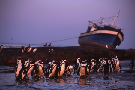 Dassen Island Nature Reserve