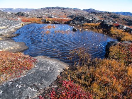 Small tundra peatland pond in Greenland