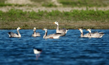 Haiderpur Wetland, Anser indicus