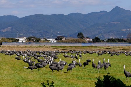 Izumi wintering cranes