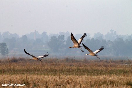 Keshopur-Miani Community Reserve