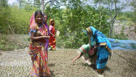 Mangrove nursery in the Sundarbans