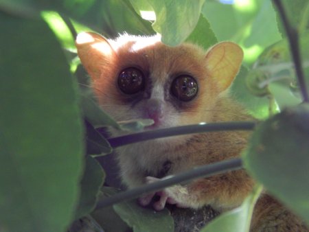 Microcebus sambiranensis, Mangroves de la Baie d’Ambaro