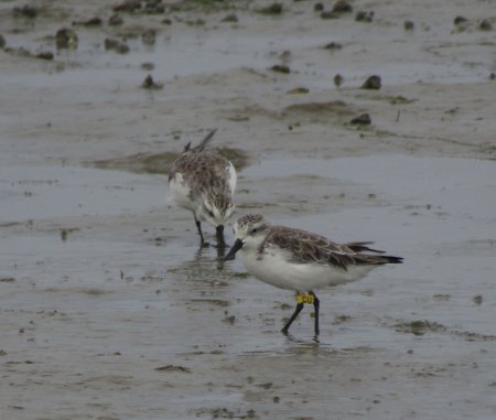 Nanthar Island and Mayyu Estuary, Calidris pygmaea