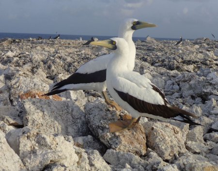 Sombrero Island Nature Reserve Marine Park