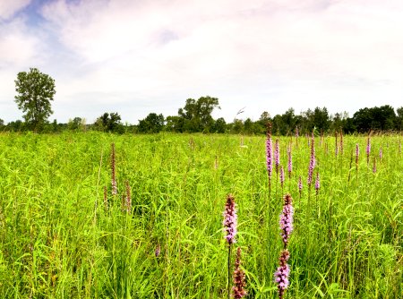 Chiwaukee IBLP