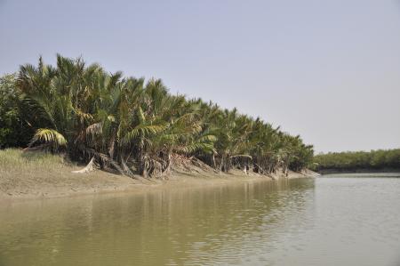 Sundarban Wetland 