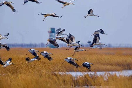 Ciconia boyciana, Tianjin Beidagang Wetlands