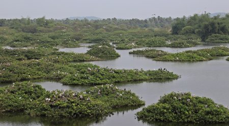 Vedanthangal Bird Sanctuary