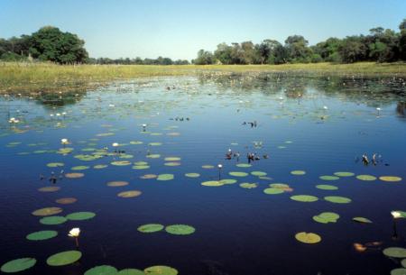 Lily pool in the Okavango River Delta