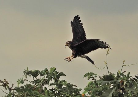 Laguna de Sonso (Rostrhamus sociabilis)