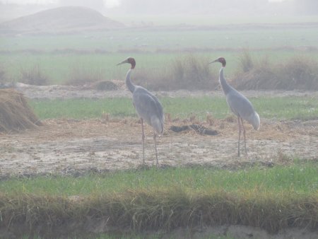 Saman Bird Sanctuary, Grus antigone