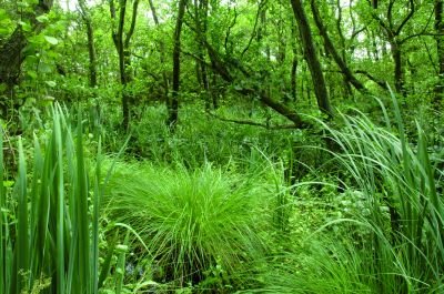 Zwanenwater en Pettemerduinen